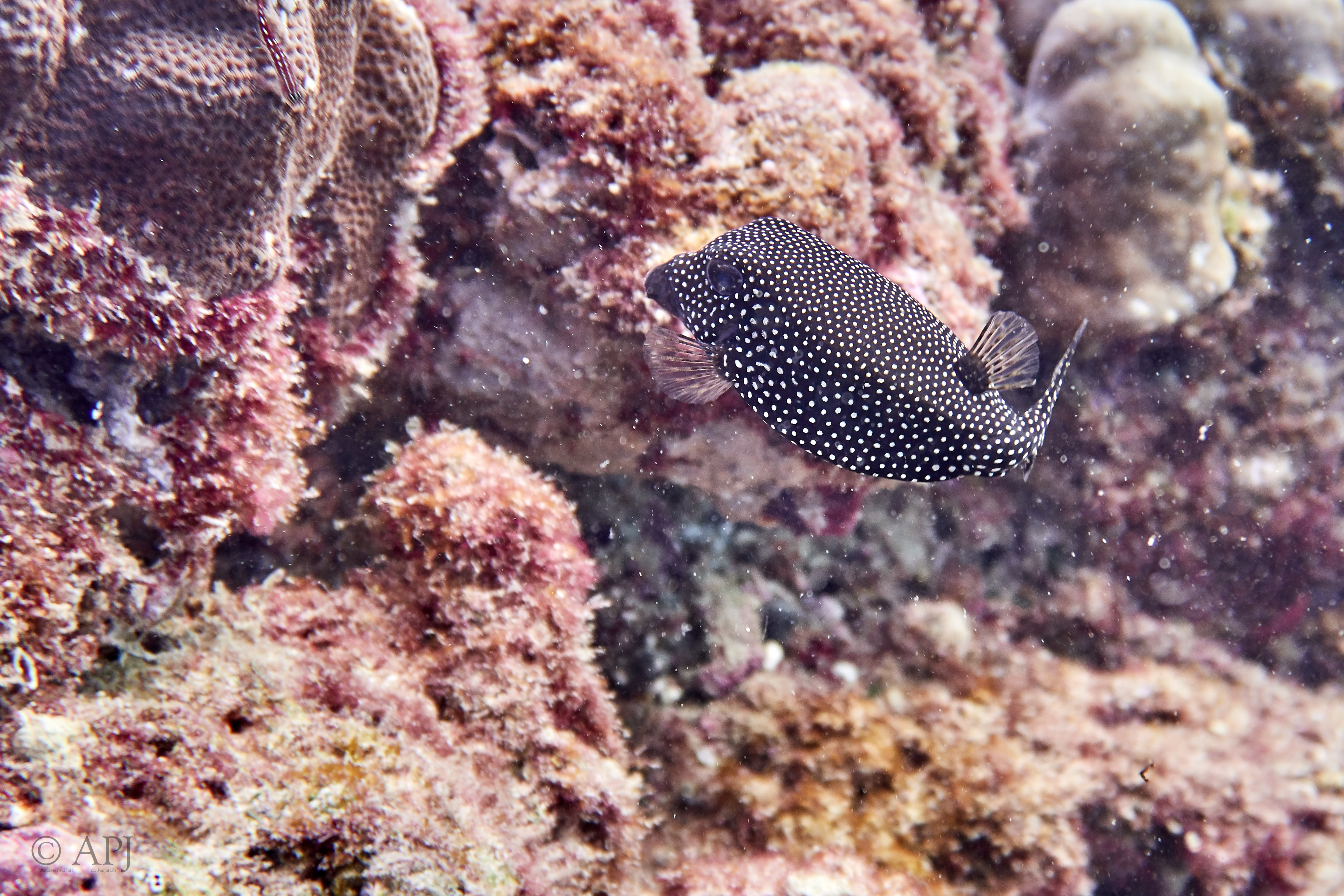 002163 17 08 17  Canon PowerShot G7 X Mark II   Malediven2017